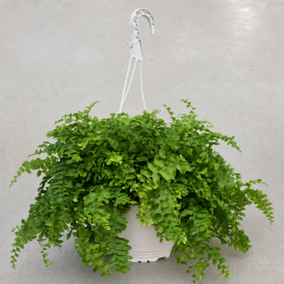 Helecho Nephrolepis exaltata en maceta 1,6L tarrina blanca
