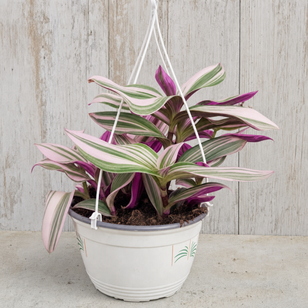 Tradescantia nanouk en maceta 1,6 litros para interior | El