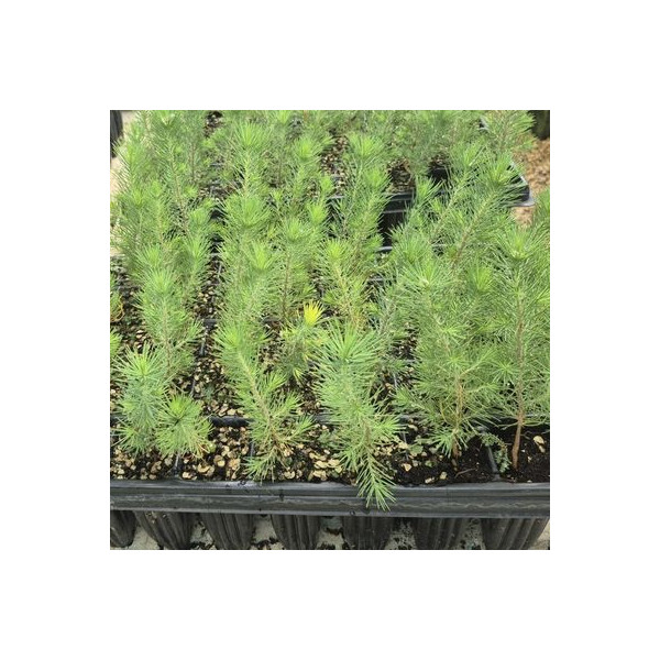 PINO CARRASCO (PINUS HALEPENSIS)