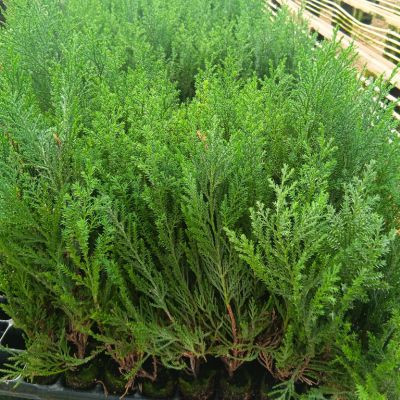 Ciprés Leylandi - Cupressus Leylandii |El Huerto Deitana ®