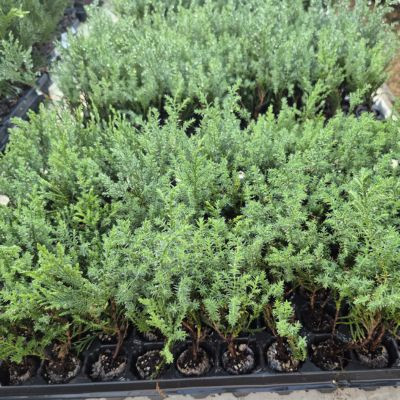 Ciprés Leylandi - Cupressus Leylandii |El Huerto Deitana ®