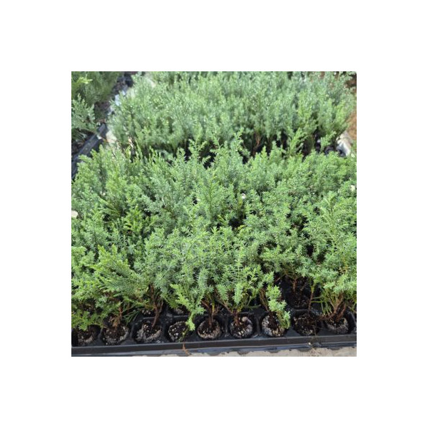 Ciprés Leylandi - Cupressus Leylandii |El Huerto Deitana ®