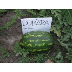Pack 4 uds. PLANTAS DE SANDIA DUMARA INJERTADA EN SHINTOZA