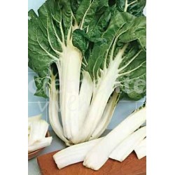 Pack 9 pcs. WHITE PENCA GREEN ACELGA FLOOR