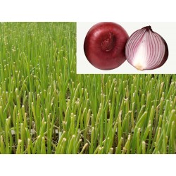 CEBOLLA COLORADA DE FIGUERAS R.A.