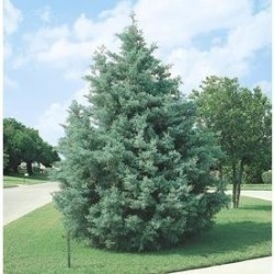 CIPRES DE ARIZONA (CUPRESSUS ARIZONICA) (