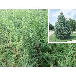 CIPRES DE ARIZONA (CUPRESSUS ARIZONICA) 50cm de altura