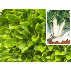 PLANTA DE ACELGA VERDE DE PENCA BLANCA