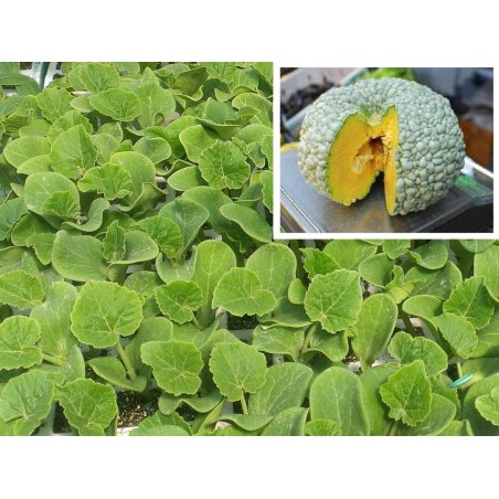 PLANTAS DE CALABAZA TOTANERA