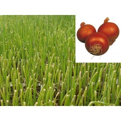 PLANTAS DE CEBOLLA RECAS