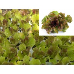 PLANTAS DE LECHUGA MARAVILLA DE VERANO (ROJA)