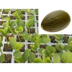 PLANTAS DE MELON PIEL DE ZAPO
