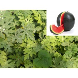 PLANTAS DE SANDIA PATA NEGRA - INJERTADA