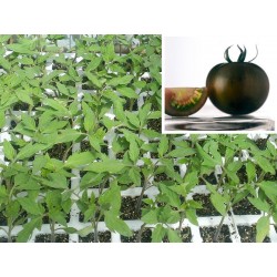 TOMATE NEGRO