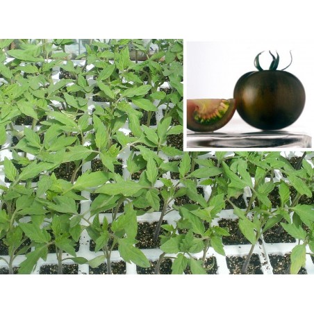 TOMATE NEGRO