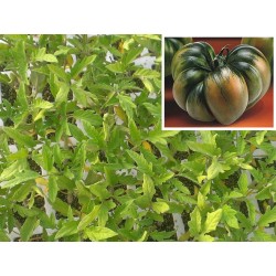 PLANTAS DE TOMATE RAF