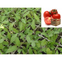 TOMATE TOLEDO(GORDO RASTRERO)