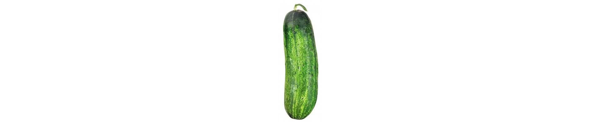 Plant cucumbers - Buy cucumber plant