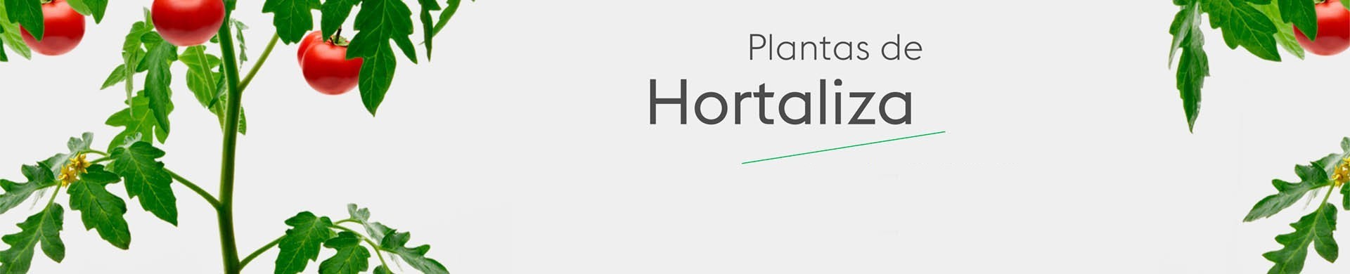 Plantas de Huerto - Comprar Plantas de Hortalizas | El Huerto Deitana 