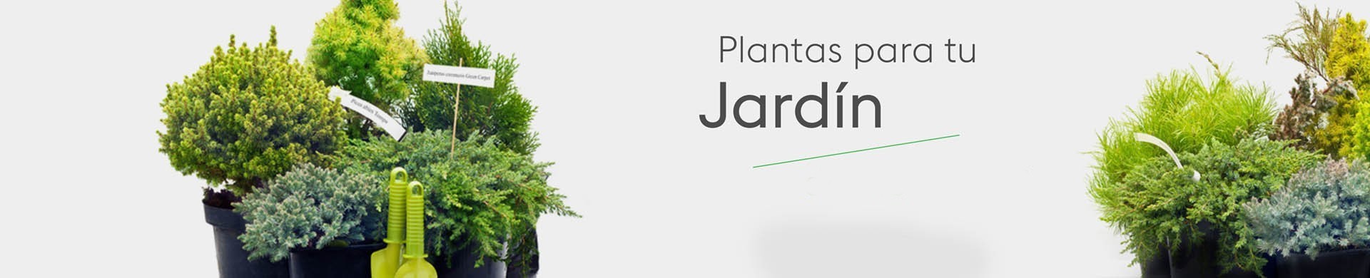 Plantas para jardín - Comprar árboles y arbustos para jardín online
