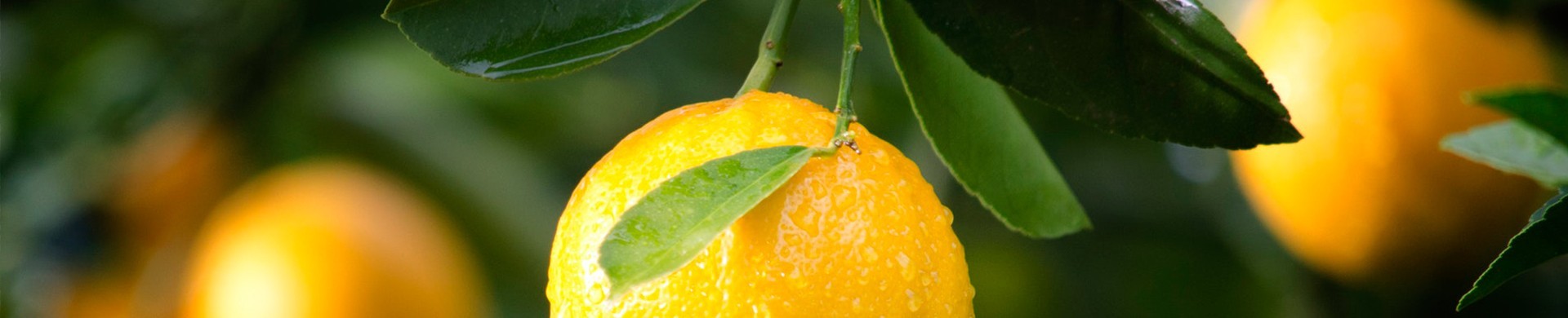 Comprar Naranjos y Limoneros | El Huerto Deitana ®