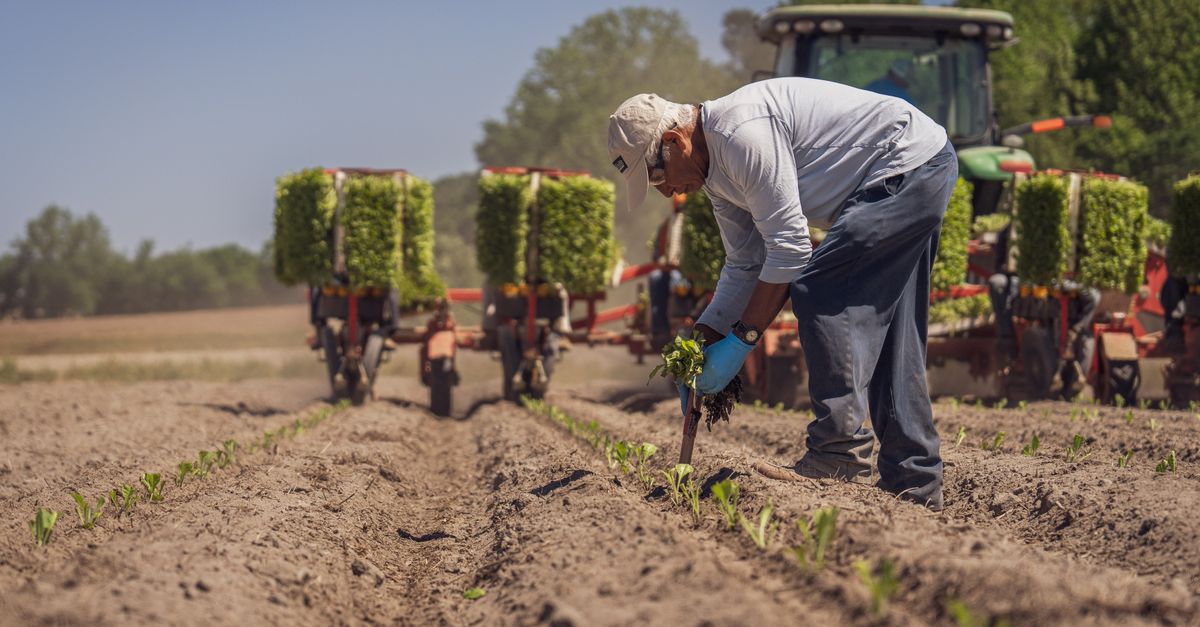 Guía Completa: Qué Plantar en Julio en España