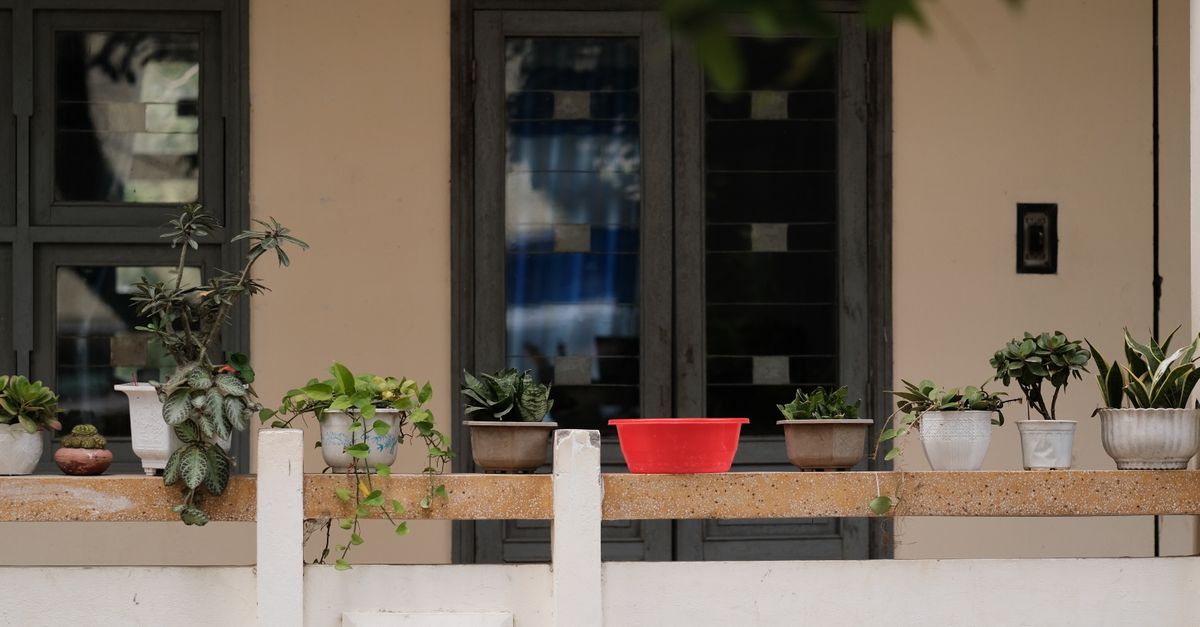 ¿Qué sembrar en julio en el huerto? Guía actualizada 2026