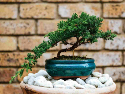 ¿Cómo se debe cuidar un bonsái en casa?