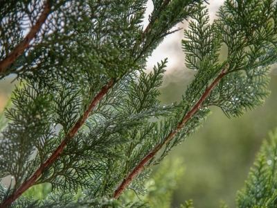 La importancia del trasplante de cipreses en primavera: cómo hacerlo bien