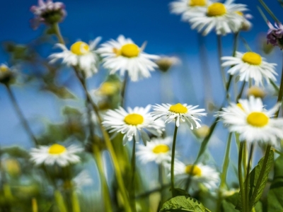 Qué plantar en abril: jardín, terraza y huerto
