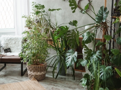 Cuidar Plantas en Verano 2026: Guía Práctica Completa
