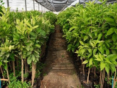 Comprar plantas frutales online: guía práctica completa