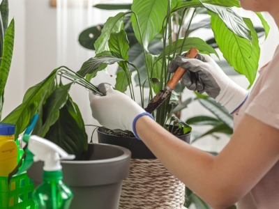 Recomendaciones esenciales para cuidar tus plantas en el verano de 2026