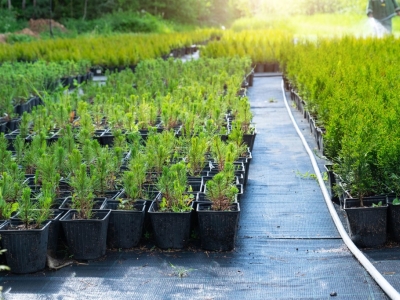 Plantas aromáticas: usos, variedades y recomendaciones 