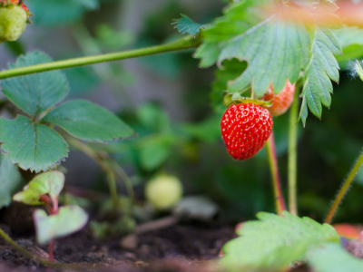 Cuando sembrar fresas